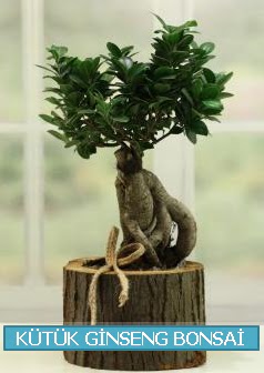 K�t�k a�a� i�erisinde ginseng bonsai 