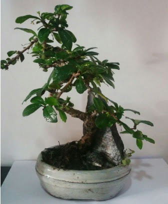 S �eklinde ithal bonsai a�ac� 