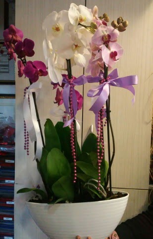 Mor ve beyaz ve pembe 6 dall orkide 