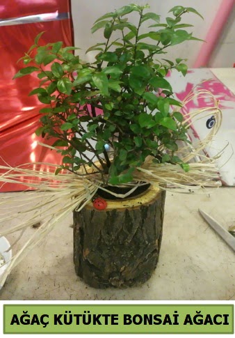 Do�al a�a� k�t�k i�erisinde bonsai a�ac� 