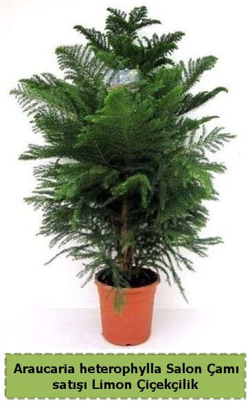Salon �am� Sat��� Araucaria heterophylla 