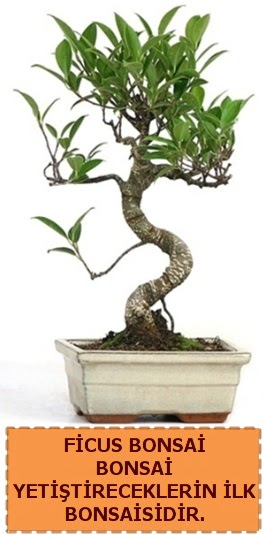 Ficus bonsai 15 ile 25 cm arasndadr 