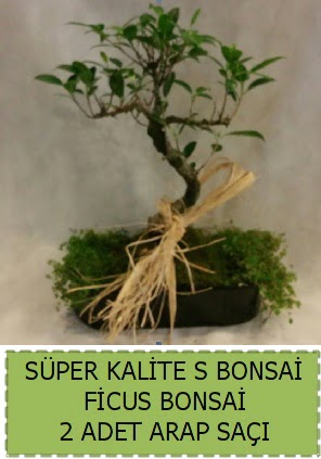 Ficus S Bonsai ve arap saçı 
