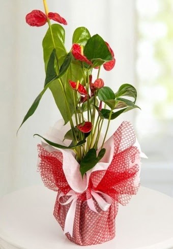 Anthurium Saks� �i�e�i 