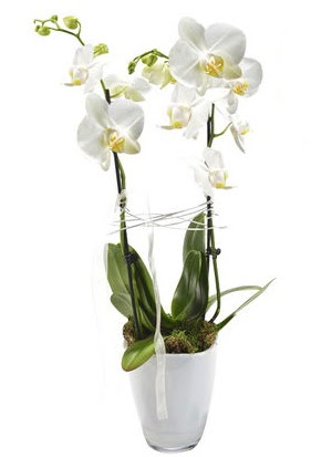2 dallı beyaz seramik beyaz orkide saksısı 