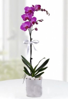 Tek dall saksda mor orkide iei  Ulus Ankara iek online iek siparii 