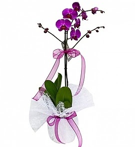 Tek dallı saksıda ithal mor orkide çiçeği  Ulus Ankara çiçek online çiçek siparişi  