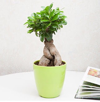 Ficus Ginseng Bonsai  Ulus Ankara �i�ek yolla , �i�ek g�nder , �i�ek�i  