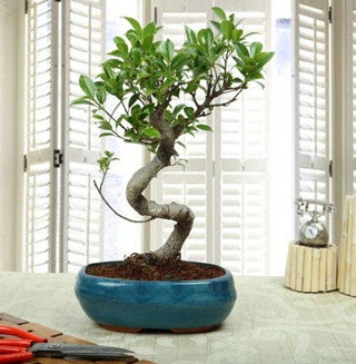 Amazing Bonsai Ficus S �thal  Ulus Ankara �i�ek servisi , �i�ek�i adresleri 