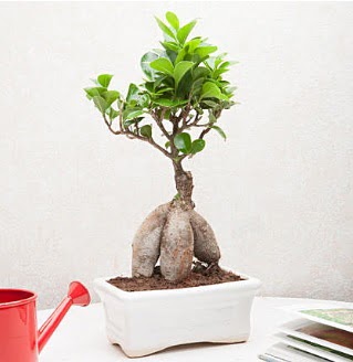 Exotic Ficus Bonsai ginseng  Ulus Ankara �i�ek g�nderme 