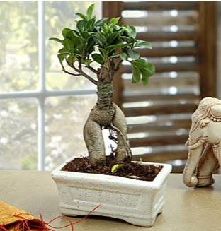 Marvellous Bonsai ginseng  Ulus Ankara anneler g�n� �i�ek yolla 