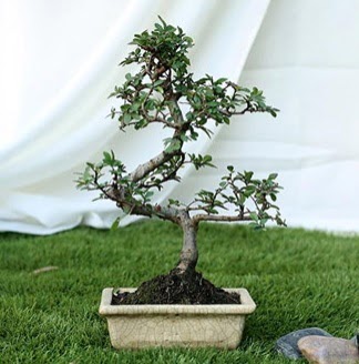 Fashionable Ulmus S Shape Bonsai �thal  Ulus Ankara ucuz �i�ek g�nder 