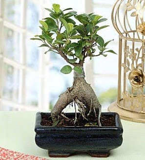 Appealing Ficus Ginseng Bonsai  Ulus Ankara �nternetten �i�ek sipari�i 