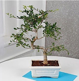 Unique Ulmus S Shaped Bonsai  Ulus Ankara �i�ek yolla 