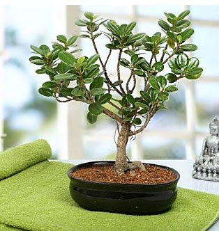 Lovely Ficus Iceland Bonsai  Ulus Ankara �nternetten �i�ek sipari�i 
