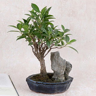 Japon aac Evergreen Ficus Bonsai 