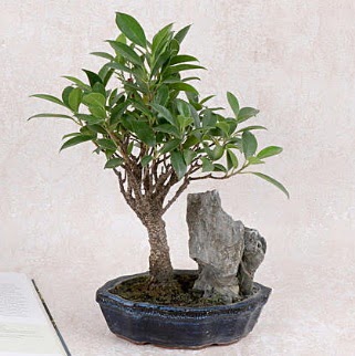 Japon a�ac� Evergreen Ficus Bonsai 