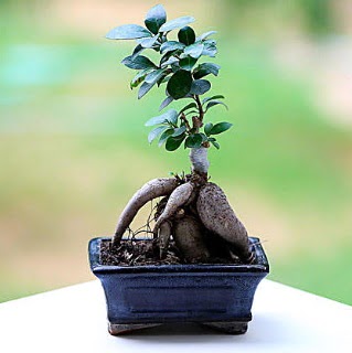 Marvellous Ficus Microcarpa ginseng bonsai  Ulus Ankara iek maazas , ieki adresleri 