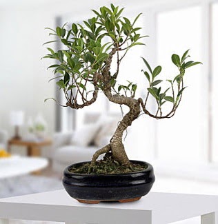 Gorgeous Ficus S shaped japon bonsai  Ulus Ankara ucuz iek gnder 