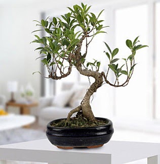 Gorgeous Ficus S shaped japon bonsai  Ulus Ankara ucuz �i�ek g�nder 