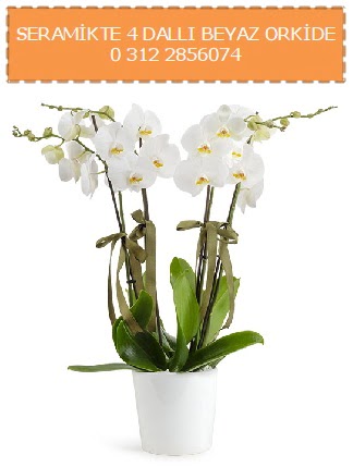 Seramikte 4 dall beyaz orkide  Ulus Ankara iek online iek siparii 