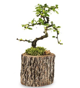 Do�al k�t�kte S bonsai a�ac� 