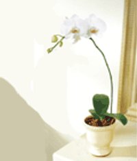  Saksida kaliteli bir orkide