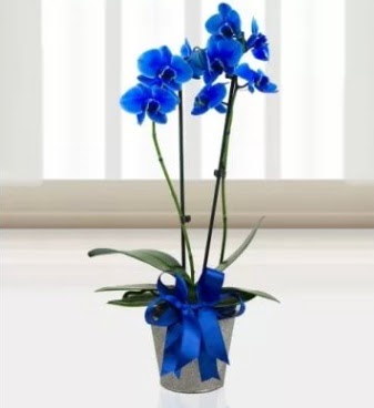ift dall mavi orkide 
