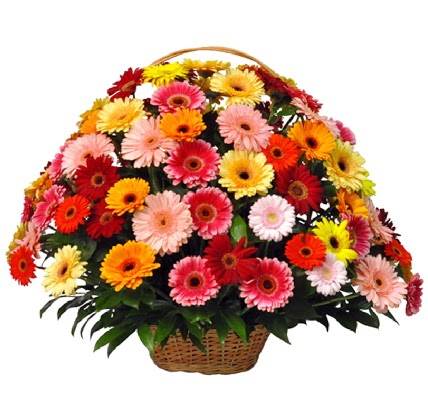 Kar���k renkli b�y�k gerbera sepet aranjman� 
