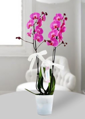 ift dall mor orkide  Ulus Ankara iek online iek siparii 