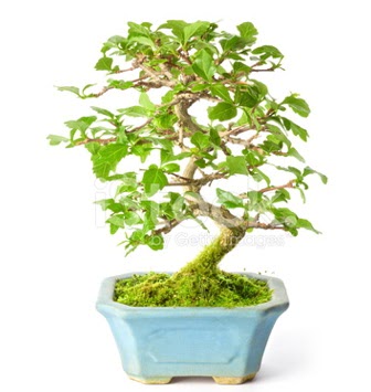 S zerkova bonsai ksa sreliine 