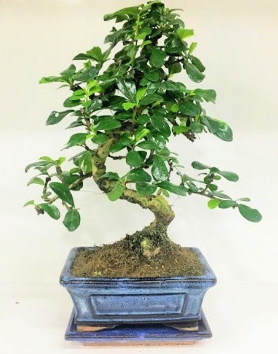 S Bonsai japon a�ac� bitkisi  Ulus Ankara online �i�ek�i , �i�ek sipari�i 