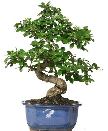 21 ile 25 cm aras� �zel S bonsai japon a�ac� 