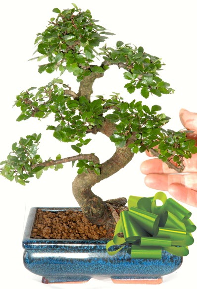 Yakla��k 25 cm boyutlar�nda S bonsai  Ulus Ankara anneler g�n� �i�ek yolla 