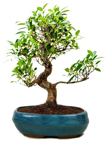 25 cm ile 30 cm aralnda Ficus S bonsai 