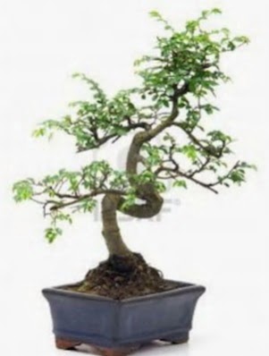 S g�vde bonsai minyat�r a�a� japon a�ac� 