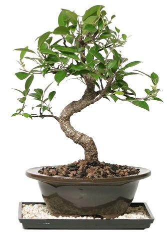 Alt�n kalite Ficus S bonsai  S�per Kalite