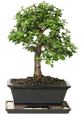 15 cm civar Zerkova bonsai bitkisi  Ulus Ankara anneler gn iek yolla 
