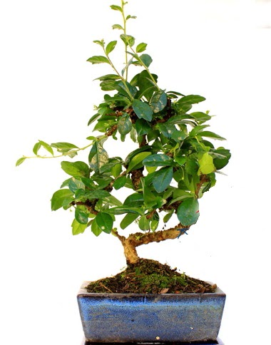S gvdeli carmina bonsai aac  Minyatr aa