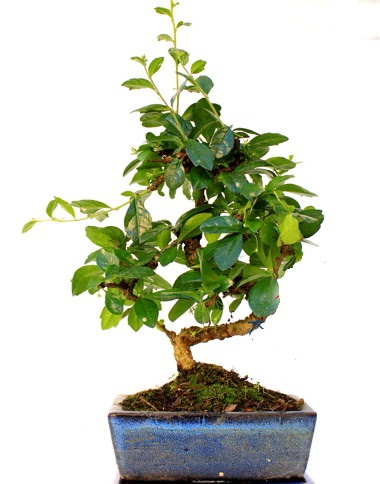S g�vdeli carmina bonsai a�ac�  Minyat�r a�a�