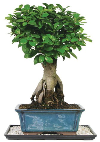 Bonsai Ginsing Grafted Ficus Bonsai 