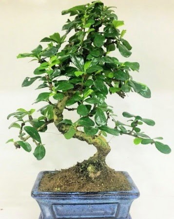 Zelkova S g�vdeli Minyat�r a�a� Bonzai 