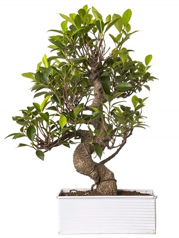 Exotic Green S G�vde 6 Year Ficus Bonsai 
