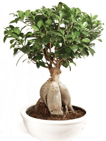 Ginseng bonsai japon a�ac� ficus ginseng 