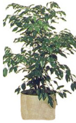  Ulus Ankara �i�ek servisi , �i�ek�i adresleri  Ficus benjamin 