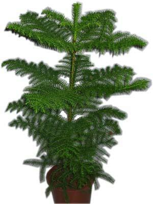  Ulus Ankara ucuz �i�ek g�nder  Araucaria 