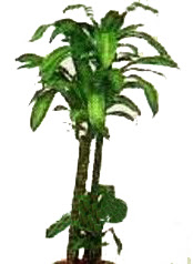  Ulus Ankara �i�ek�i ma�azas�  Dracaena massengena