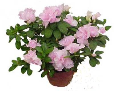  Ulus Ankara �i�ek g�nderme  Rhodendron latince A�elya 