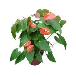  Ulus Ankara hediye sevgilime hediye �i�ek  Anthurium 