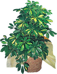  Ulus Ankara �i�ek servisi , �i�ek�i adresleri  Schefflera gold 